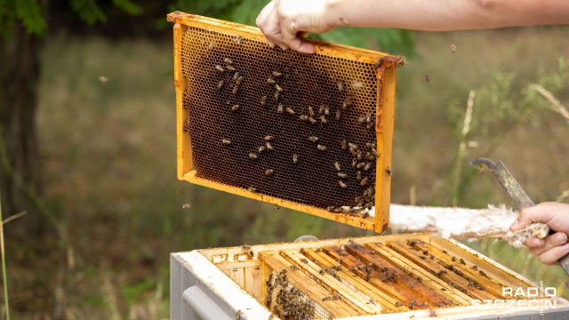 Fot. Robert Stachnik [Radio Szczecin] Najmłodszy pszczelarz regionu rozpoczyna miodobranie [WIDEO, ZDJĘCIA]