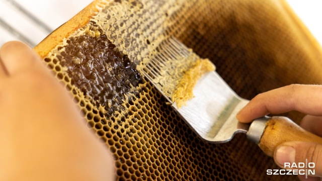 Fot. Robert Stachnik [Radio Szczecin] Najmłodszy pszczelarz regionu rozpoczyna miodobranie [WIDEO, ZDJĘCIA]