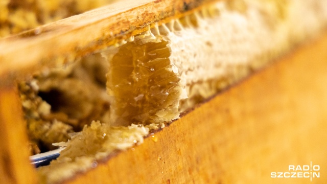 Fot. Robert Stachnik [Radio Szczecin] Najmłodszy pszczelarz regionu rozpoczyna miodobranie [WIDEO, ZDJĘCIA]