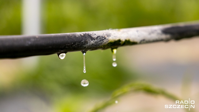 Fot. Robert Stachnik [Radio Szczecin] Pierwszy w Polsce skomputeryzowany sad [WIDEO, ZDJĘCIA]