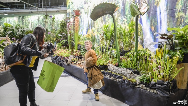 Egzotyczne rośliny z całego świata, które np. żywią się owadami, ale nie tylko - okazy można zobaczyć w szczecińskiej Galerii Turzyn. Fot. Kamila Kozioł [Radio Szczecin] W Galerii Turzyn m.in. owadożerne rośliny [ZDJĘCIA]