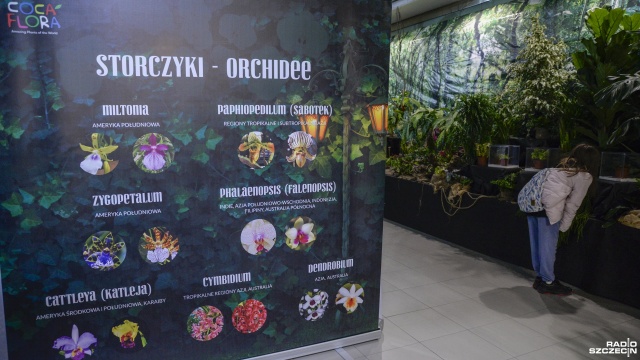 Egzotyczne rośliny z całego świata, które np. żywią się owadami, ale nie tylko - okazy można zobaczyć w szczecińskiej Galerii Turzyn. Fot. Kamila Kozioł [Radio Szczecin] W Galerii Turzyn m.in. owadożerne rośliny [ZDJĘCIA]