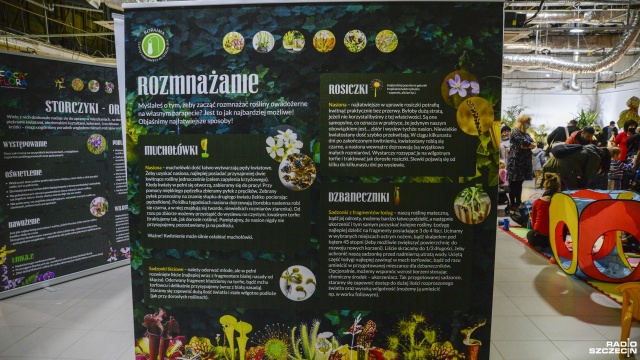 Fot. Kamila Kozioł [Radio Szczecin] W Galerii Turzyn m.in. owadożerne rośliny [ZDJĘCIA]