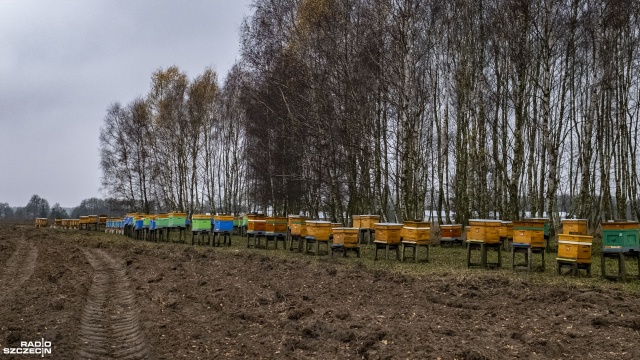 Tegoroczny limit pomocy wyniósł 35,5 mln zł. Wsparcie miało charakter pomocy de minimis. Wnioski o taką pomoc będzie można składać co roku. Fot. Wojciech Ochrymiuk [Radio Szczecin] ARiMR - dopłaty również dla pszczelarzy [WIDEO, ZDJĘCIA]