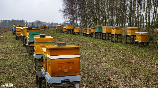 Tegoroczny limit pomocy wyniósł 35,5 mln zł. Wsparcie miało charakter pomocy de minimis. Wnioski o taką pomoc będzie można składać co roku. Fot. Wojciech Ochrymiuk [Radio Szczecin] ARiMR - dopłaty również dla pszczelarzy [WIDEO, ZDJĘCIA]