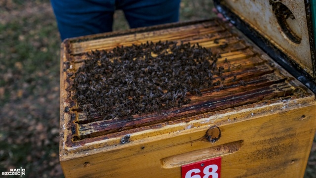 Tegoroczny limit pomocy wyniósł 35,5 mln zł. Wsparcie miało charakter pomocy de minimis. Wnioski o taką pomoc będzie można składać co roku. Fot. Wojciech Ochrymiuk [Radio Szczecin] ARiMR - dopłaty również dla pszczelarzy [WIDEO, ZDJĘCIA]