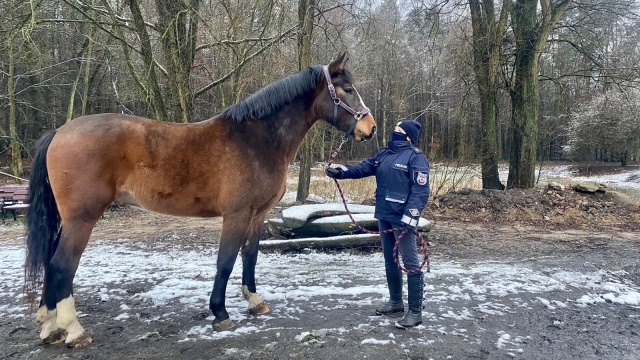 Sekcja Konna Komendy Wojewódzkiej Policji w Szczecinie wzbogaciła się o kolejnego wierzchowca. Dołączył do niej 3,5-letni Ales.