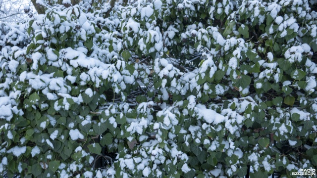 Według prognoz Instytutu Meteorologii i Gospodarki Wodnej, w sobotę będzie nieco mniejszy mróz niż w ostatnich dniach.