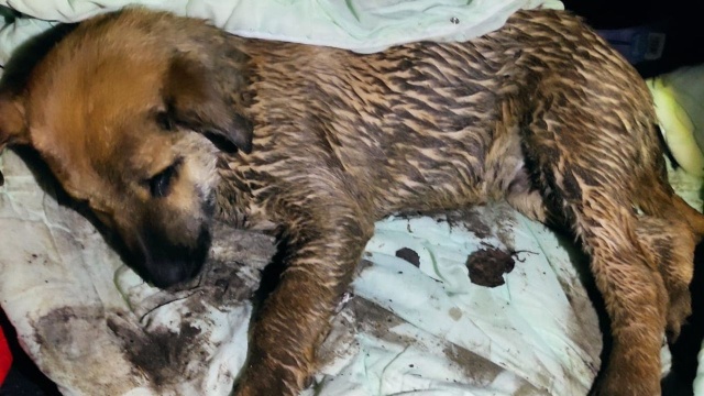 Funkcjonariusze otrzymali zgłoszenie, że zwierzę nie może wyjść z przydrożnego rowu - do tego prawdopodobnie wcześniej uderzył w nie samochód.