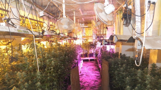 Jedna z większych w regionie plantacji konopi wraz z kompletną linią do produkcji marihuany - zlikwidowana. Na terenie powiatu koszalińskiego zatrzymano trzy osoby, które już zostały tymczasowo aresztowane.