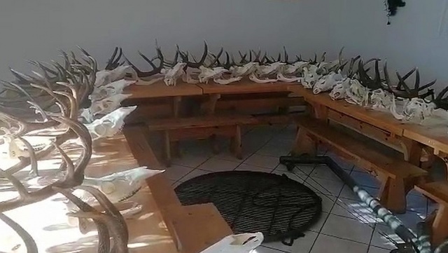 Jelenie utonęły. Co z porożem Poruszający film