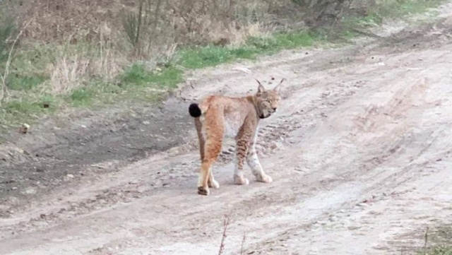 Niecodzienny widok mieli mieszkańcy miejscowości Charzyno pod Kołobrzegiem. Pod ich okna z lasu wyszedł ryś. Kot przeszedł się polną drogą, a następnie spokojnie odszedł.