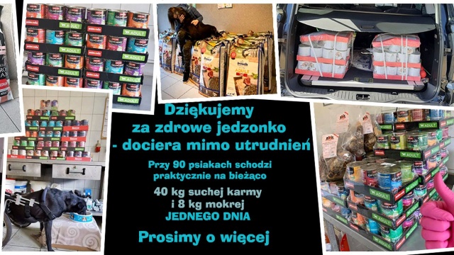 Zbiórkę dla bezdomnych zwierząt organizuje schronisko w Sosnowicach. Przynosić można suchą i mokrą karmę, przysmaki i koce.