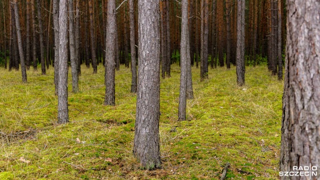 Na wyjątkowe znalezisko z czasu II wojny światowej w lesie koło Sianowa w województwie zachodniopomorskim natrafili pracownicy leśni.