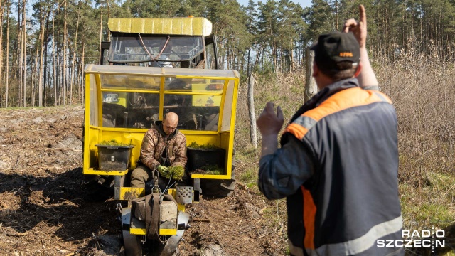 150 hektarów nowego lasu posadzono - tylko w tym roku - w Nadleśnictwie Kliniska. Właśnie kończy się czas sadzenia nowych lasów.