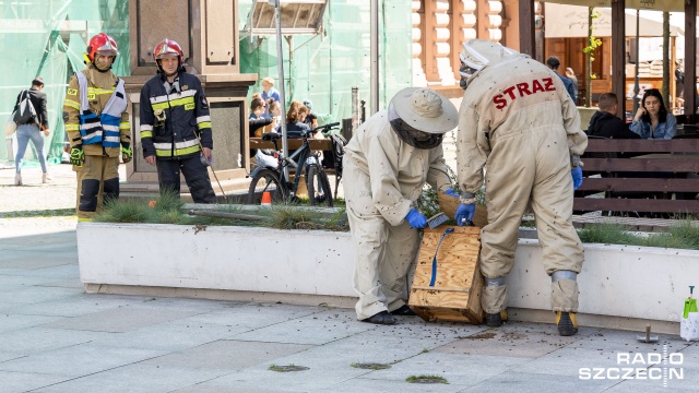 Strażacy usuwali gniazdo pszczół z centrum Szczecina. Zostało odnalezione na placu Zamenhofa w pobliżu nowej fontanny.