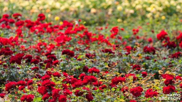 120 tysięcy kwiatów pojawi się w Świnoujściu. To przede wszystkim begonie, pelargonie, petunie czy werbeny. W mieście rozpoczęła się akcja sadzenia roślin.