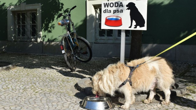 Miska ze świeżą wodą, jak co roku, została ustawione po prawej stronie od głównego wejścia do gmachu magistratu - punkt został oznaczony specjalną tabliczką.
