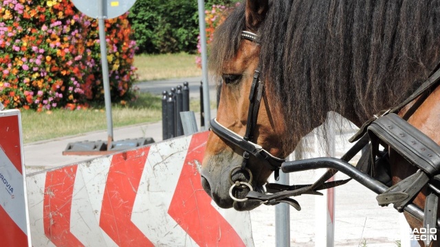 Postępują prace nad budową wiaty postojowej dla koni dorożkarskich w Świnoujściu.