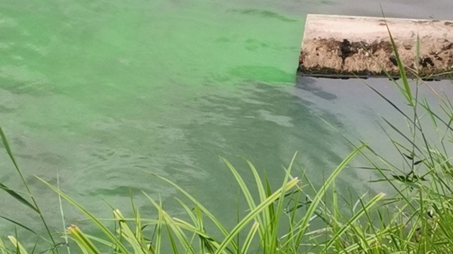 Spokojnie to tylko awaria - uspokaja Szczecińska Energetyka Cieplna. Zielona ciecz od kilku dni wpływa do jeziorka przy ulicy Nad Rudzianką na prawobrzeżu Szczecina. O sprawie powiadomili słuchacze Czasu Reakcji.