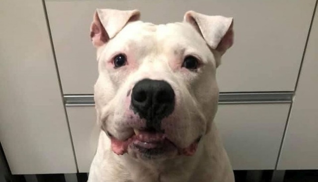 Zatrzymali złodzieja i odzyskali Bandziora. Tym razem Bandzior był jednak ofiarą przestępstwa. To amstaff, którego pijany mężczyzna ukradł spod sklepu, kiedy jego właściciel robił zakupy.