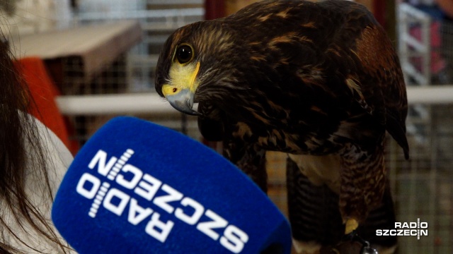 Zamieszkuje Amerykę Północną i Południową ale zobaczyć go można w Barzkowicach. Myszołowiec towarzyski robi furorę wśród odwiedzających tegoroczną Agro Pomeranię.