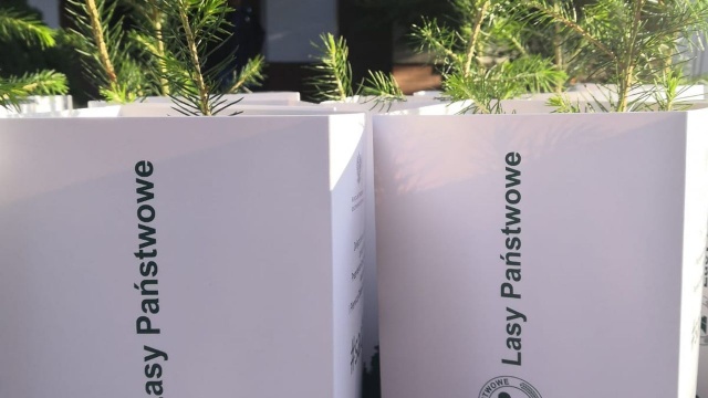 Jodły, świerki, dęby i buki - w piątek takie sadzonki będzie można odebrać na Jasnych Błoniach przy Bartłomiejce.