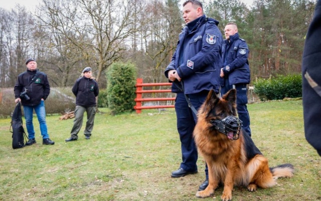 Policyjny pies odnalazł zaginioną starszą kobietę. 83-latka wyszła z domu w Krzywinie pod Gryfinem i przez dłuższy czas nie dawała znaku życia.