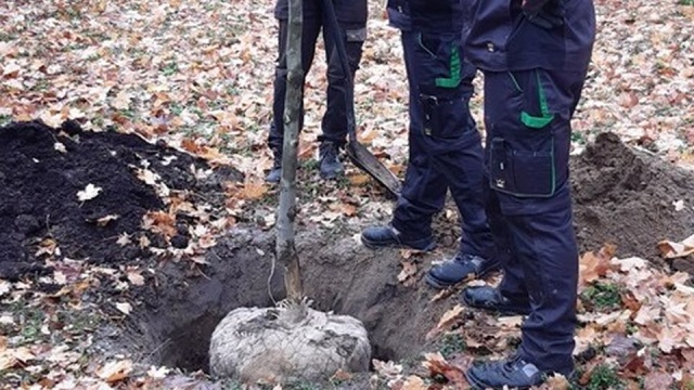 24 nowe platany pojawiły się w Stargardzie. Pierwszych 10 drzew stanęło w Parku Batorego, kolejne będzie można zobaczyć na skwerach czy na pasach zieleni.