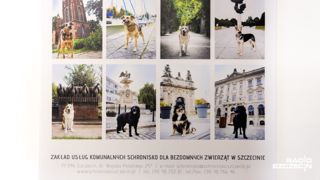 Maksimus, Bunia, Leon w roli dumnych modeli. Psy ze szczecińskiego Schroniska na tle najważniejszych punktów w mieście.