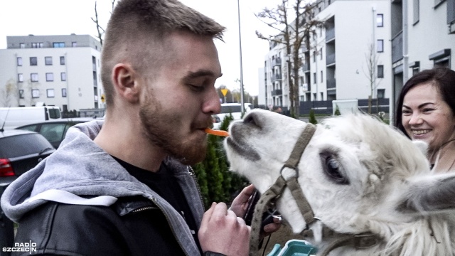 Na Osiedlu Harmonii na Gumieńcach pomieszkuje Alpaka. Maksiu na co dzień uczestniczy w zajęciach dla dzieci.