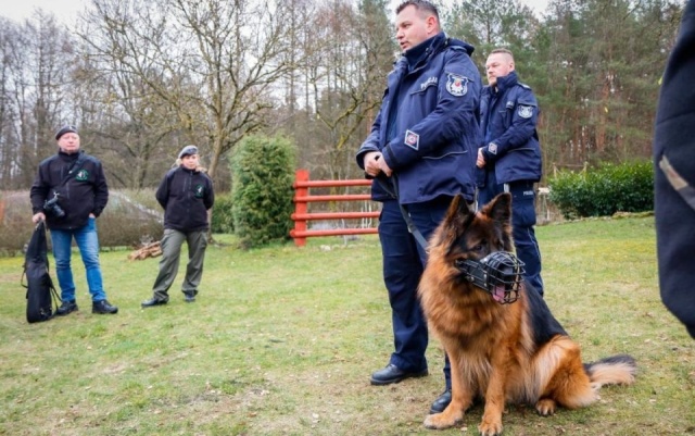 Na trop 25-latki wpadł policyjny pies Lachora. Funkcjonariuszy zaalarmowali bliscy zaginionej, którzy poinformowali także, że ma ona myśli samobójcze.