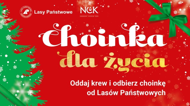 Oddaj krew i odbierz świąteczne drzewko prosto od leśnika. Lasy Państwowe wspólnie z Narodowym Centrum Krwiodawstwa organizują w czwartek ogólnopolską akcję Choinka dla Życia.