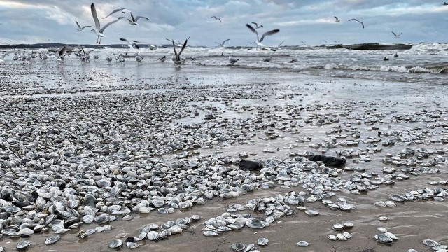 Bałtyk zrobił nam przed Świętami Bożego Narodzenia specjalny prezent: na plaży w Świnoujściu możemy zaobserwować niezwykły dywan z muszli.