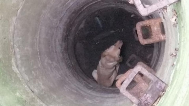 To była brawurowa akcja strażaków, którzy w okolicach Maszewa pomogli uratować suczkę. Nie wiadomo, ile czasu zwierzę spędziło w studni i jak tam trafiło.