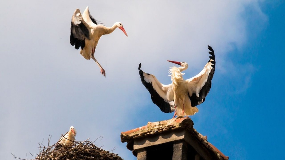 Szacuje się, że około 25 procent ogólnoświatowej populacji bocianów gniazduje w naszym kraju. źródło: https://pixabay.com/pl/1598322/TeeFarm/CC0 - domena publiczna