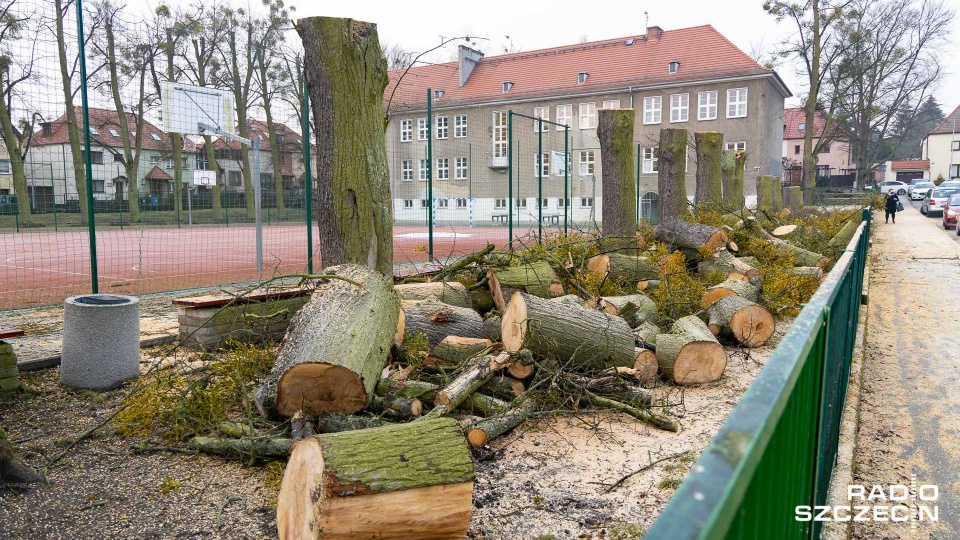 Ostatnio mieszkańców Pogodna zbulwersowała wycinka drzew przy Szkole Podstawowej numer 3. Fot. Robert Stachnik [Radio Szczecin/Archiwum]
