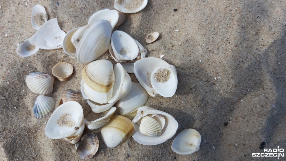 Fot. Joanna Maraszek [Radio Szczecin]