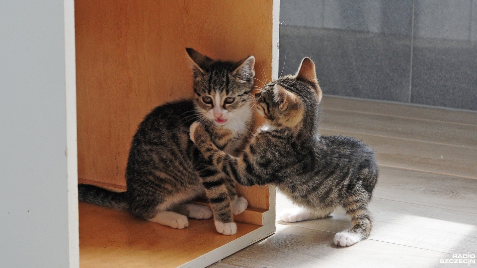 Małe kotki do adopcji w schronisku dla zwierząt w Dobrej Szczecińskiej Fot. Marcin Kokolus [Radio Szczecin]