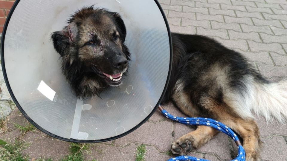 Prymus przebywa obecnie w Klinice u Doktora Gugały. źródło: schronisko dla bezdomnych zwierząt w Choszcznie.