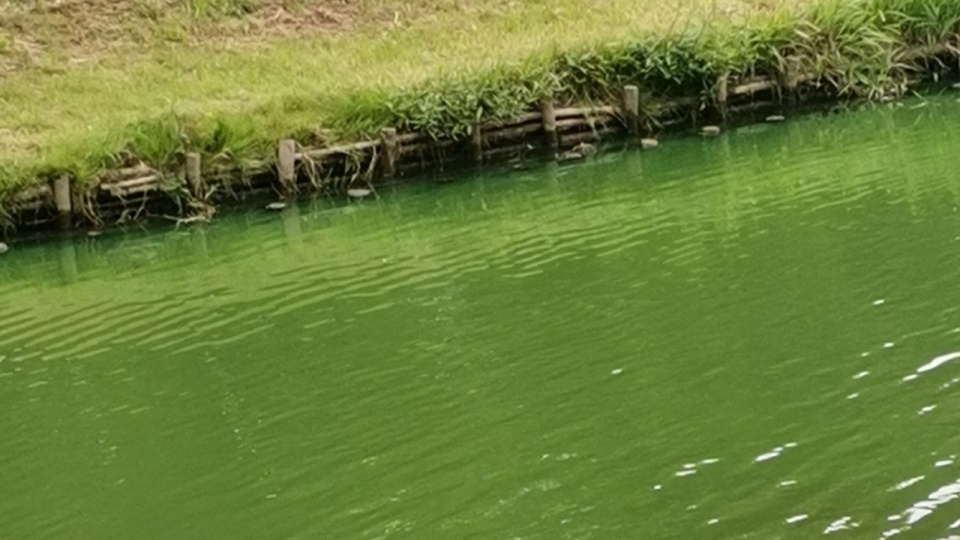 Użycie barwnika jest uzgodnione m.in. z Inspekcją Sanitarną.