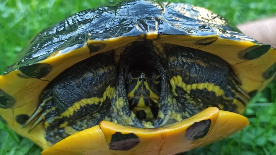 Żółw żółtolicy jest gatunkiem obcym, inwazyjnym. Potrafi np. zjeść pisklę kaczki. Fot. Elżbieta Milewska