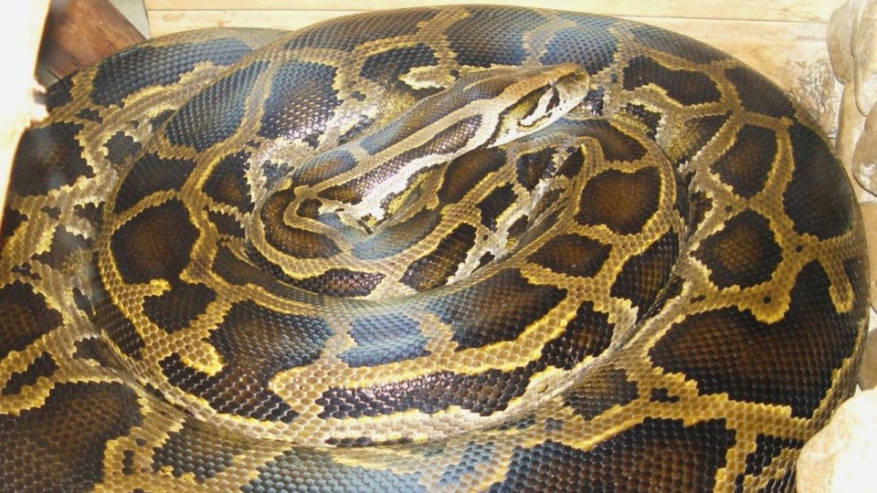 źródło: https://pl.wikipedia.org/wiki/Pyton_birma%C5%84ski