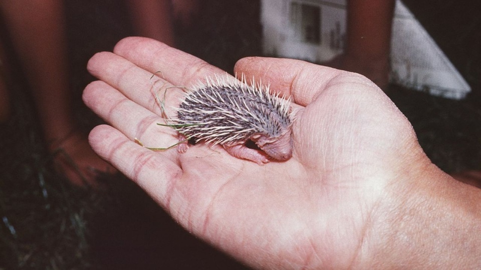 Zachodnia część Polski, niestety jest obłożona "sierotami wrześniowymi". I te maluchy mają w tej chwili wagę do 500 gramów. źródło: https://pixabay.com/pl/5148711/Jochen_Schaft/CC0 - domena publiczna