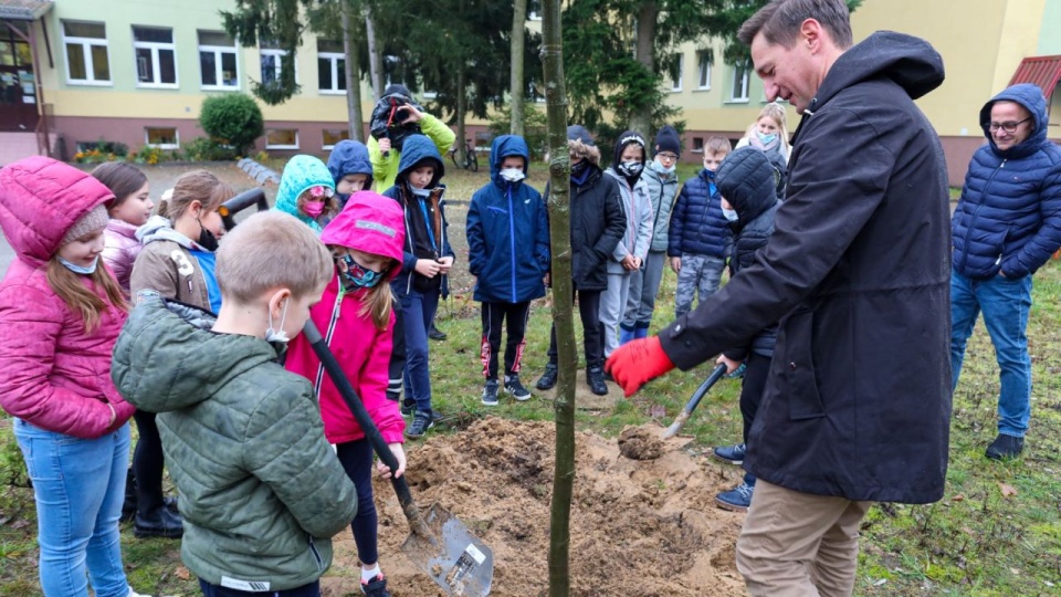 Nasadzenia pojawiły się właśnie w Goleniowie na terenie szkoły podstawowej i na Plantach. źródło: Urząd Marszałkowski Województwa Zachodniopomorskiego