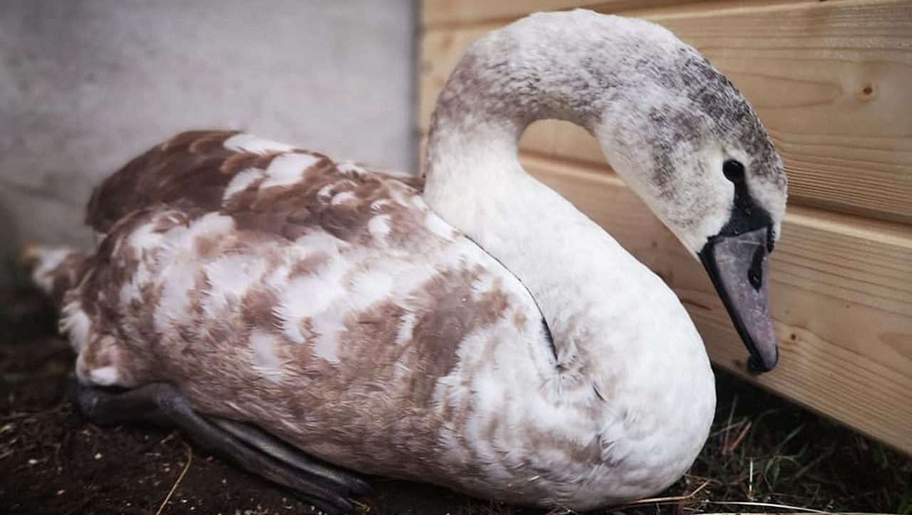 Zwierzogród zbiera środki na obrączkowanie ptaków