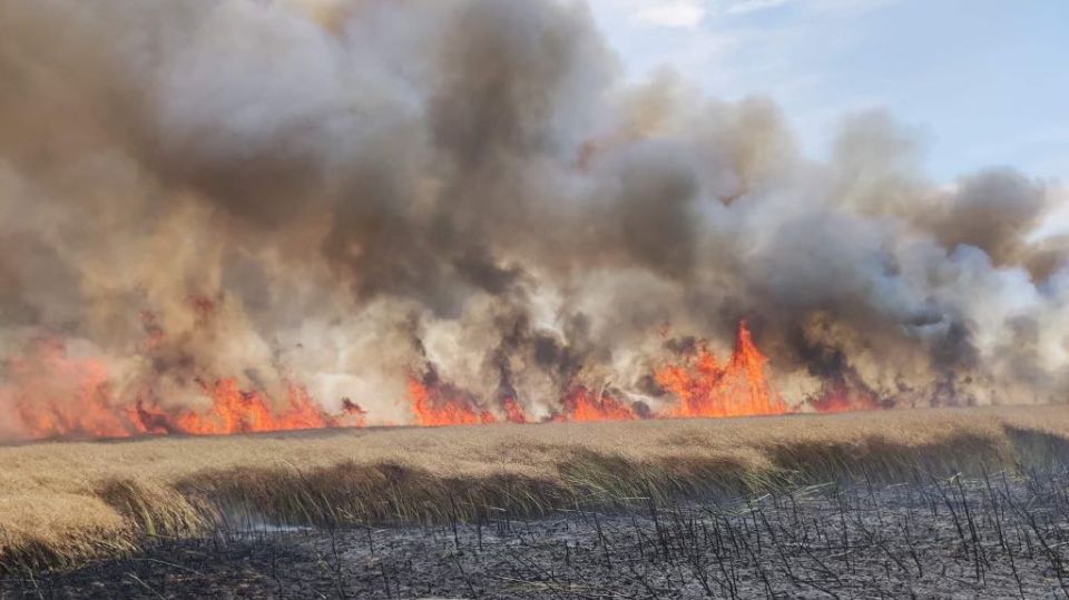 Dwa pożary ściernisk i zboża na pniu gasili tego popołudnia strażacy ze Szczecinka.