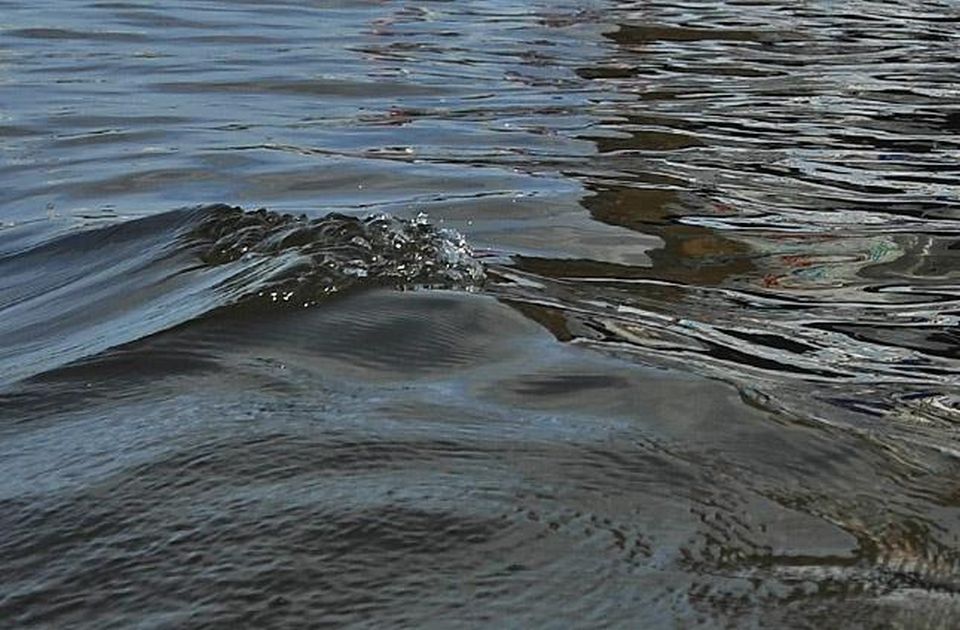 Foka pływała w rzece pod Kołobrzegiem. Ssaka w niecodziennym miejscu zauważyli wędkarze.