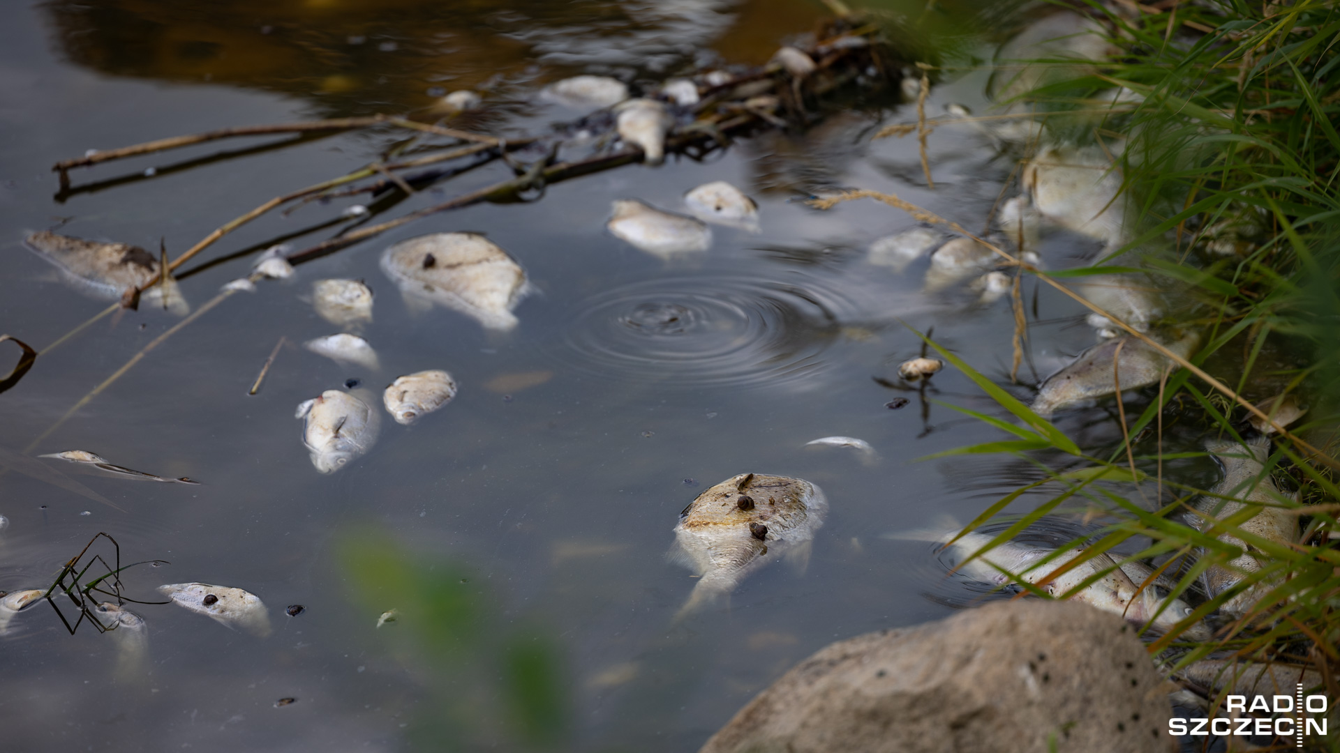 Jest wstępny raport zespołu do spraw sytuacji na rzece Odrze. Wynika z niego między innymi, że przyczyną śnięcia ryb było prawdopodobnie toksyczne działanie zakwitu glonów.