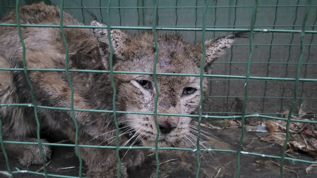Źródło: WWF Polska Rudy ryś wraca na wolność [WIDEO, FOTO]